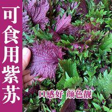 清香紫苏种子四季蔬菜种籽阳台盆栽紫绿大叶苏种孑叶种籽紫苏批发