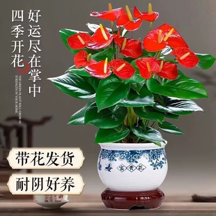 �t�ư��������҃ȿ͏d�k��������Gֲ�����ļ�������B���׻�ֲ��