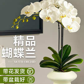 蝴蝶兰盆栽带花苞花剑兰花卉苗室内客厅阳台绿植物四季好养活