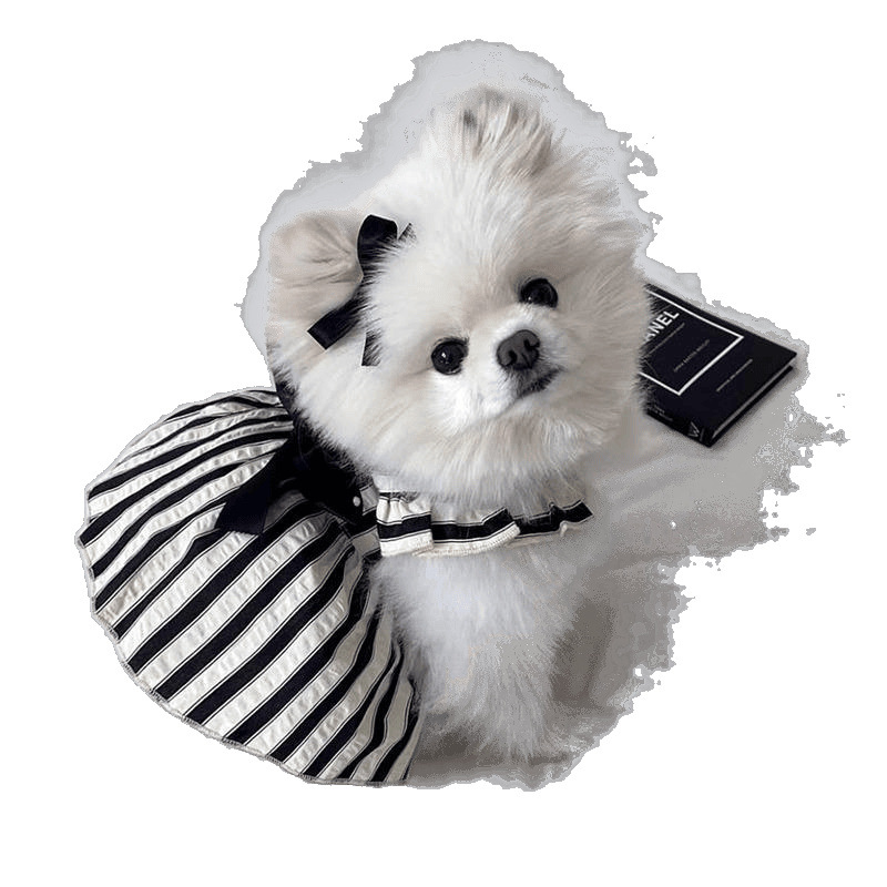 Verano perro mascota ropa de perro verano delgado Teddy bear Pomerania Yorkshire pequeño perro gato princesa falda