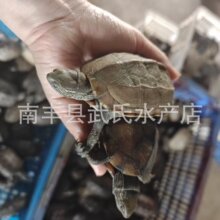 3-15厘米大小草龟乌龟金线龟黑腹墨龟放生龟幼龟水龟中华草龟
