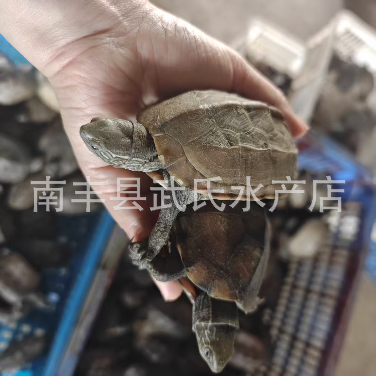 3-15厘米大小草龟乌龟金线龟黑腹墨龟放生龟幼龟水龟中华草龟