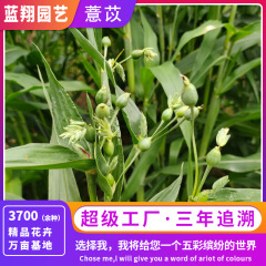 草菩提の種子、草ビーズの種子、コイリの種子、中庭の植え付け、遊び用ルースビーズブレスレット、花の種子卸売