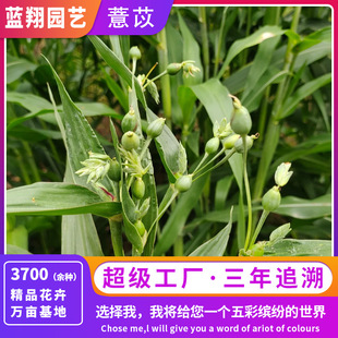Bodhi Seeds, Grass Beads Seeds, Coix Seeds, Courtyard Planting, Loose Beads, Bracelets, Flower Seeds Wholesale
