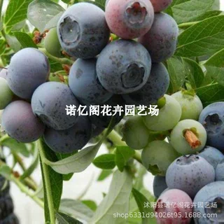 南丰蓝莓树果苗蓝莓苗盆栽南北方种植兔眼特大阳台果树苗当年结果