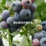 特大种植盆栽蓝莓果树苗