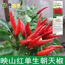 ���콷�N�������N��С�������߮a�ļ�ʳ�������߲˷N�����ѷN��ȫ