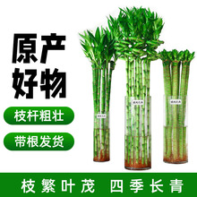 水养富贵竹转运竹弯竹龙竹水竹开运竹子带根室内绿植水培植黄荣幸
