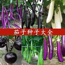 �S�����l��N�ļ��߲˷N�Ӷ�N���ӷN�����L�шA�������Ѱ׈A����