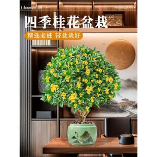 ļԘ絤̨͎҃ͥԺBܾGֲ