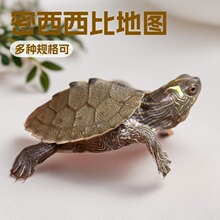 密西西比地图龟苗活体 4-5cm新手入门深水观赏龟 外塘培育易养活