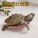 密西西比地图龟苗活体 4-5cm新手入门深水观赏龟 外塘培育易养活