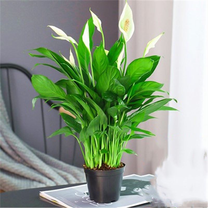 고품질 화이트 팜 6-9 식물 (원래 분지) + 영양 용액