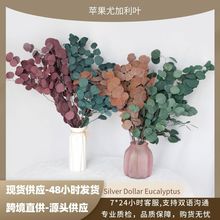 北欧风圆叶尤加利 云南永生保鲜花束室内装饰绿植苹果叶干花批发