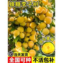 Әڼ޽ش̖AϱͥԺNֲ