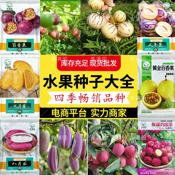 Wholesale Ginseng Fruit Seeds, Thick Flesh, Fragrant Flowers and Fruits, Milky Yellow Flesh, New Seeds for Farmland and Vegetable Gardens with High Germination Rate