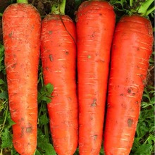 胡萝卜种子种籽孑子红水果萝卜罗卜的紫黑菜种紫色黄胡罗卜种大全