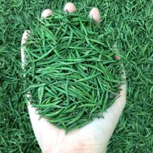 2025年新绿茶叶贵州针湄潭春散装批发御翠竹叶炒青肥中芽翠芽雀舌