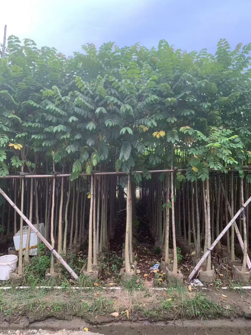 基地批发火焰木树苗 市政道路行道树火焰木假植苗庭院遮荫常绿