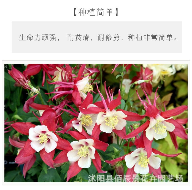 O1CN01plLzuc1JSrnb4REMT_!!6000