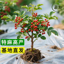 花椒苗树大红袍花椒树苗四川麻椒带土盆栽地栽花椒树大苗当年结果