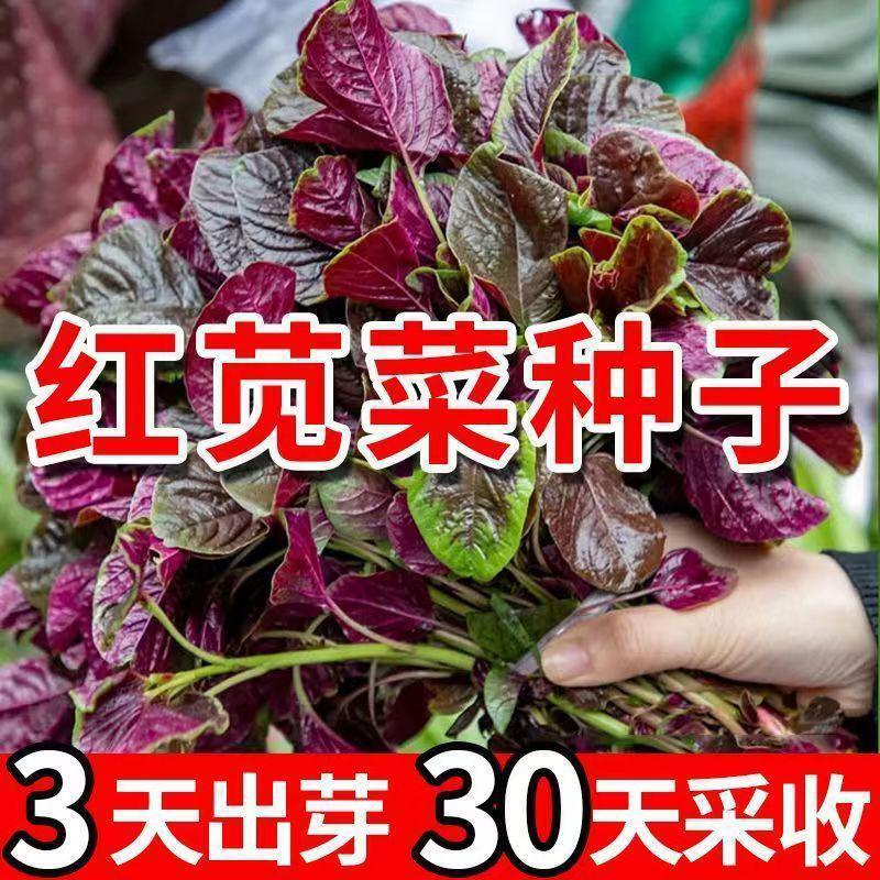 Red amaranth seeds, round leaves, willow leaves, fast-growing vegetables, seeds, balcony potted vegetables, super heat-resistant meat and thick taste