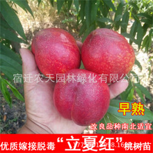 ļtҘϱԵͥԺNֲ޽ӴӲӘ