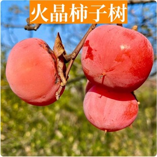 �����Ә������Ե��d�޽����ϱ����Nֲ�o���ش�ͥԺ�ļ�����Y��