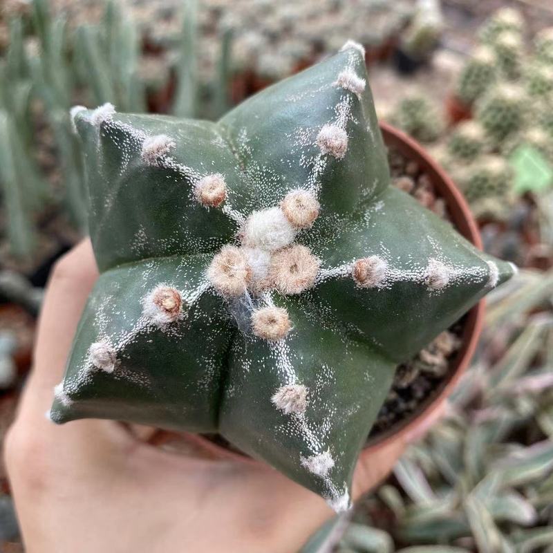 大仙人球コレクション、鉢植えの開花仙人掌、多肉植物、星兜瑞昌玉、玉龍鳳玉、玉翁|undefined