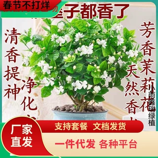 一件代发浓香型重瓣茉莉花苗四季开花盆栽绿植花卉浓香型驱蚊清香