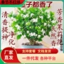 驱蚊盆栽清香浓香型花卉