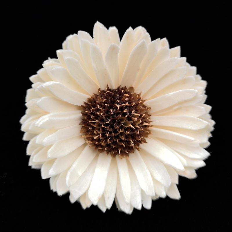 6.5cm非洲菊