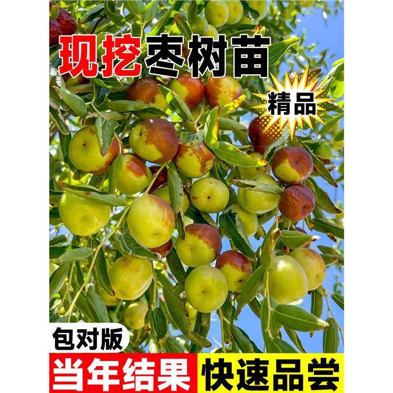 枣树活苗特大冬枣嫁接果苗特大全国可种庭院沾化冬枣树苗当年结果