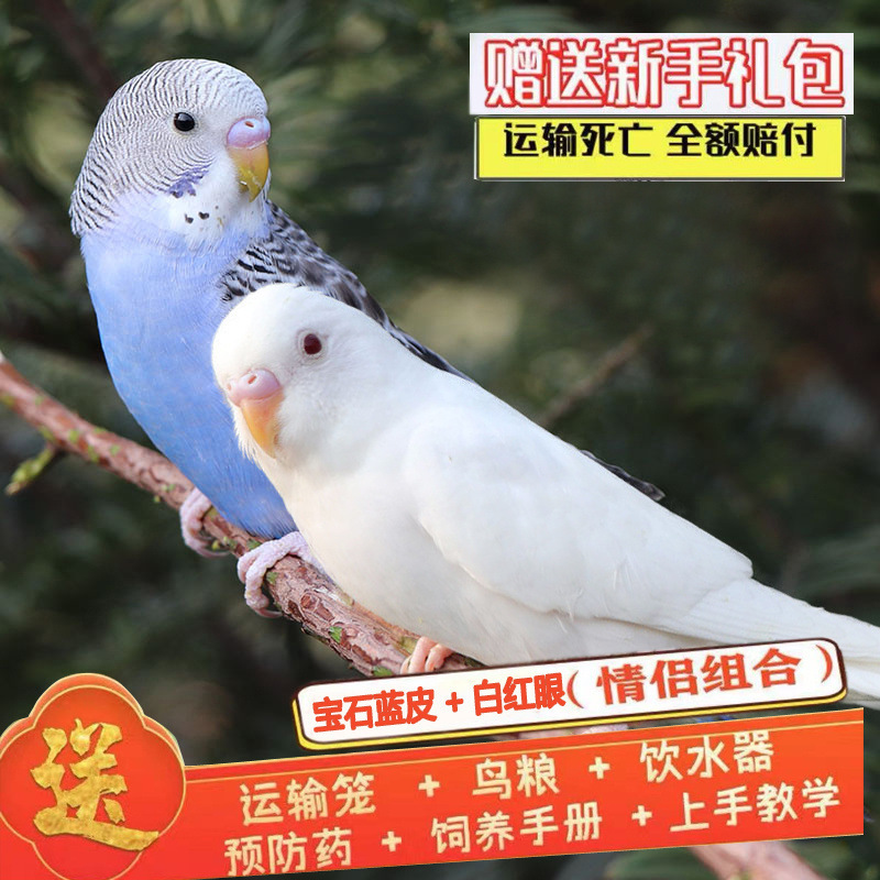 하얗고 빨간 눈 + 사파이어 블루 스킨 (Baoshuoxue) 커플 매칭