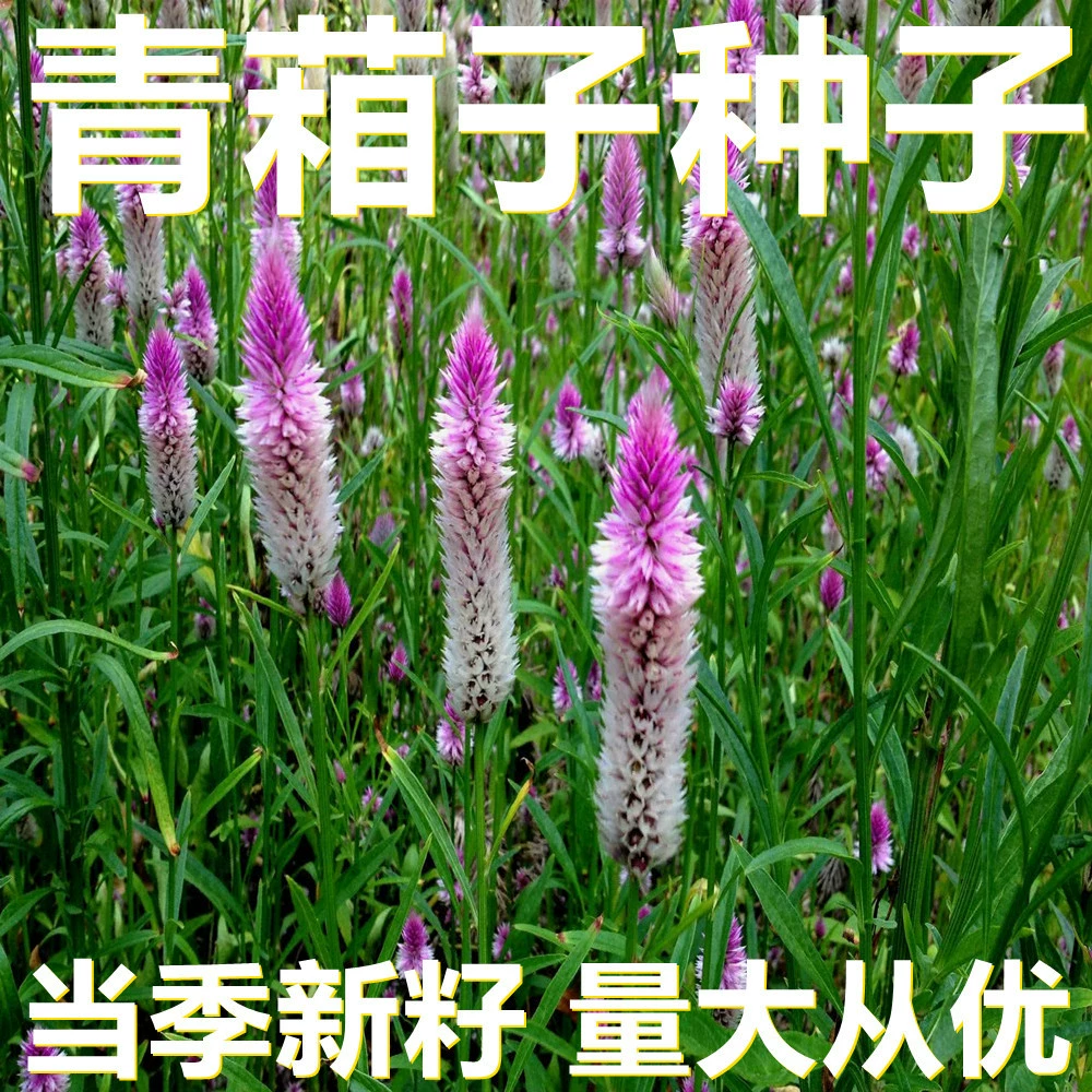 250-500 г мешочков с крупным семенем семян Xanthium, прямые поставки с места происхождения, сезонные новые семена, семена садовых растений