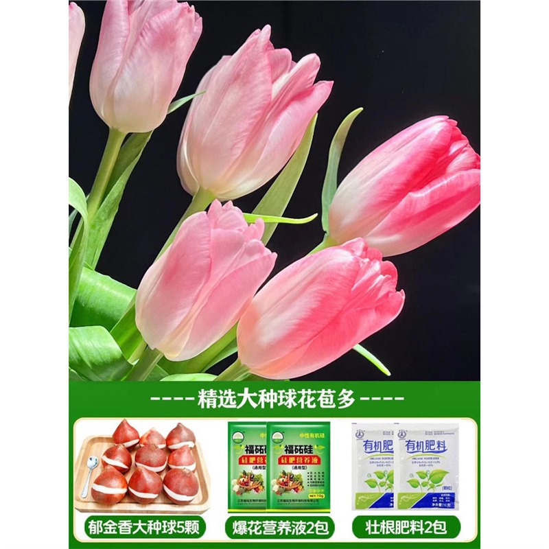 A9 fairy tulip 3 big balls + nutrient solution + fertilizer