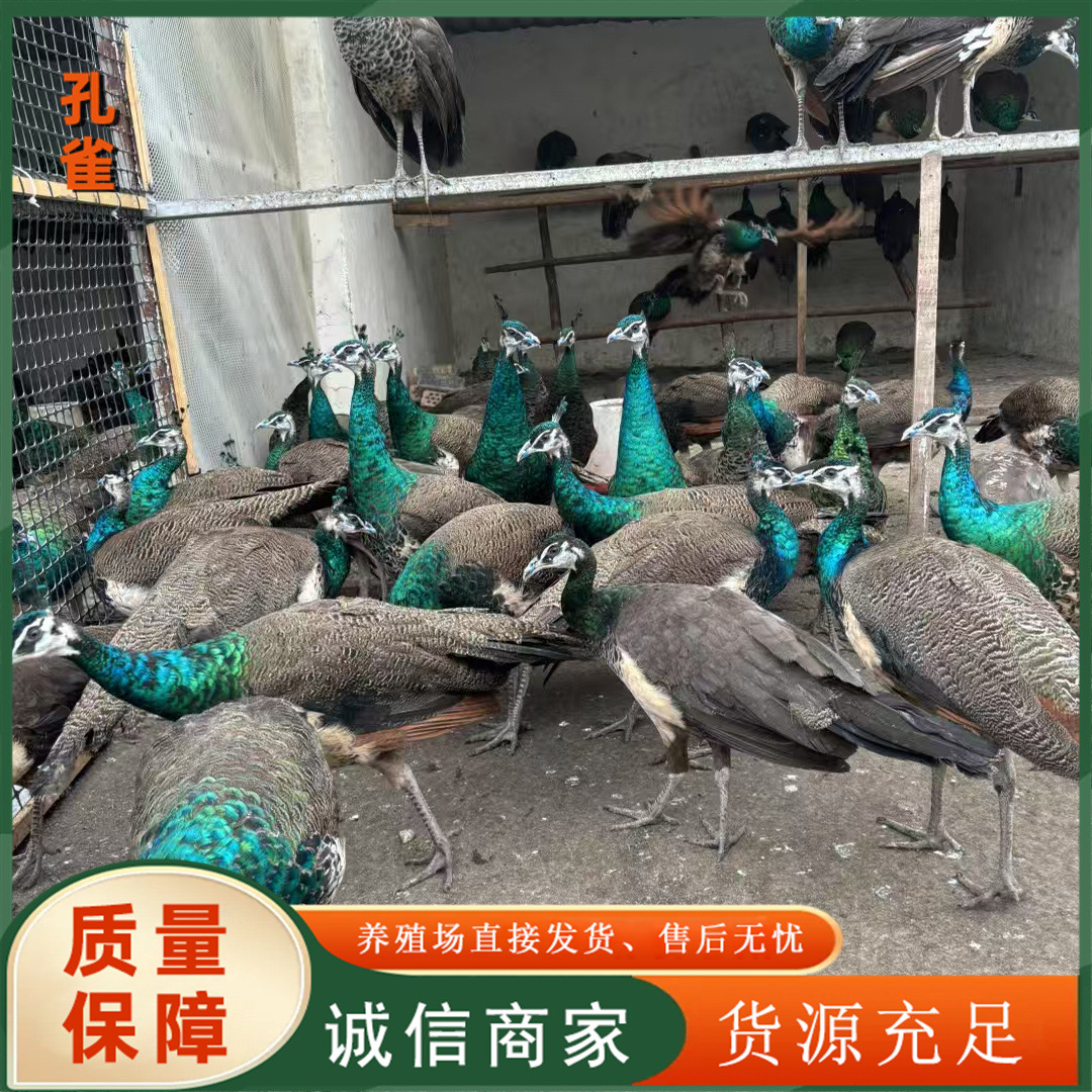 da6a4c4f8933198cfa9901c6a42e83