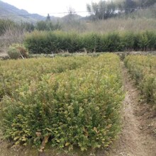 ���l�t��ɼ���� �t��ɼ�I�B���� �t��ɼ�辰 �Ϸ��t��ɼ3����