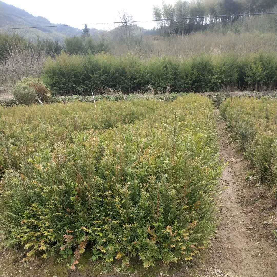 Оптовая продажа саженцев Taxus Bag, саженцев Taxus Nutrition Cup, Taxus Bonsai, Southern Taxus 3cm