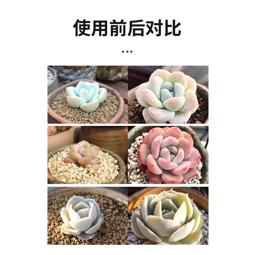 The manufacturer supplies eight old man succulents nutrient solution special fertilizer flower fertilizer succulent plants concentrated for home use