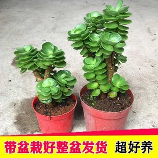 Money Wood Old Pile Succulents for Novices with Pots Are Easy to Grow and Live Indoor Office Wealth Rolling Green Plants Mengnuo
