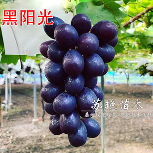 ��ꖹ������� ��ɫ�O��ꖹ�õ�����ј���޽���Ʒ�N ؐ�_5BB����