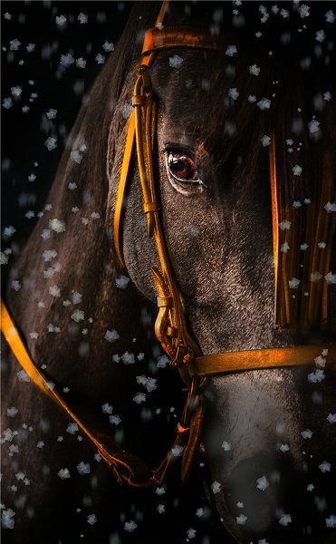 50322 Caballo ligero de lujo 38