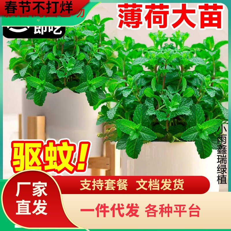 Dropshipping Mint Potted Edible Large Seedlings Indoor Mosquito Repellent Green Plants Rosemary Four-Season Herb Plants Lemon