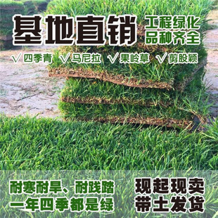 Real Turf with Soil, Bent Grass Garden Greening Courtyard, All-Season Green Turf, Manila Putting Green Grass with Soil