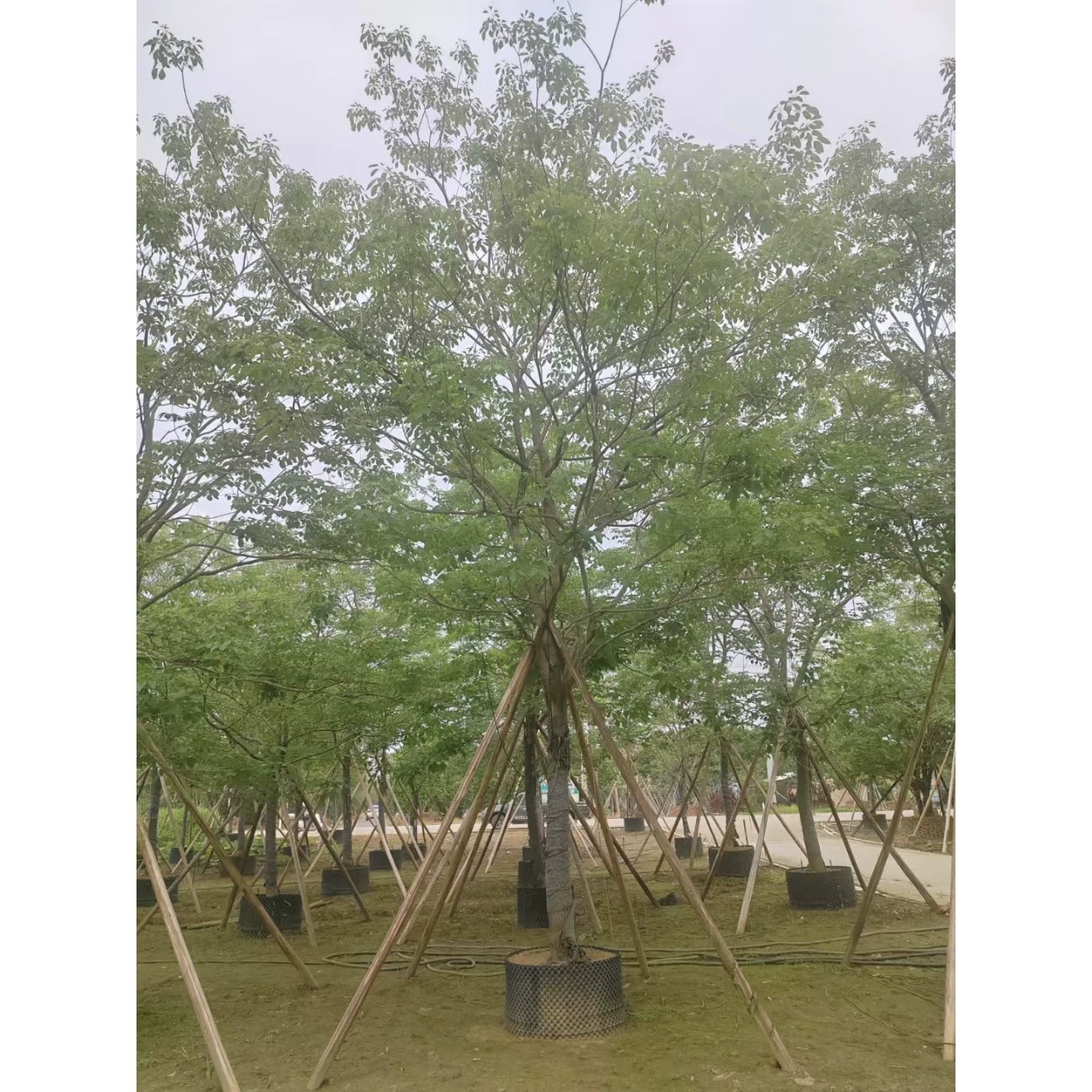 Прямые продажи с базы Чжуншань, деревянные ветряные колокольчики с фиолетовыми цветами, местные саженцы 10-18 очков