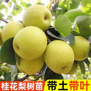 Դ^ء玧~ڼ޽Ӹ߮aɳ