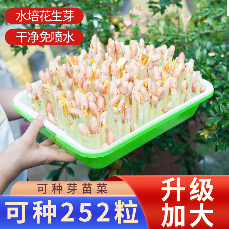 花生芽种植盆育苗盘家用无土栽培豆芽发芽水培种植花生网格芽苗盘