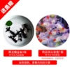 Premium 5-7cm lucky red 1 piece + 5-7cm black dragon eye 2 pieces + fish food