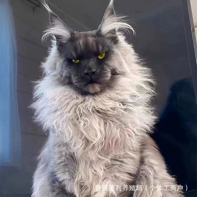 Кошачьи котята породы Мейн-Кун, крупные домашние кошки для продажи, чисто белые котята с большими лапами, живые животные с привлекательным внешним видом.